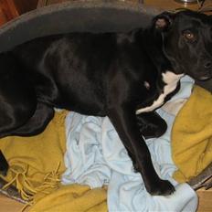 Blanding af racer Shiva R.I.P 11/6-08