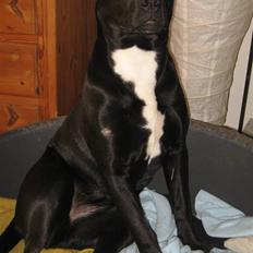 Blanding af racer Shiva R.I.P 11/6-08