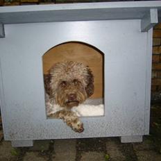 Lagotto romagnolo Viola