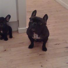 Fransk bulldog Chilli 