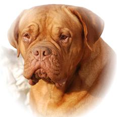 Dogue de bordeaux Den røde tønde, Rosita. R.I.P.