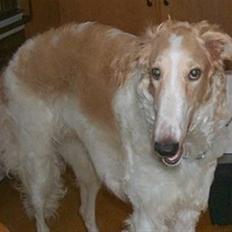 Borzoi Danilov of Zarina