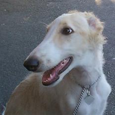 Borzoi Danilov of Zarina