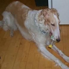 Borzoi Danilov of Zarina