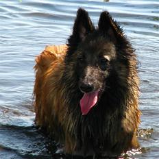 Tervueren Macon's Hera "Jessie"