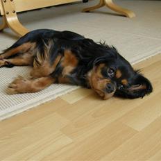 Cavalier king charles spaniel Nala