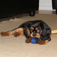 Cavalier king charles spaniel Nala