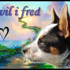 Australsk cattledog Anton *Himmelhund*