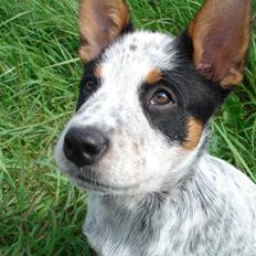 Australsk cattledog Anton *Himmelhund*