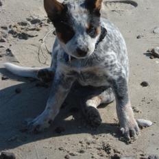 Australsk cattledog Anton *Himmelhund*