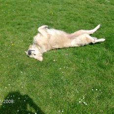 Golden retriever Lady. Min skat. =)
