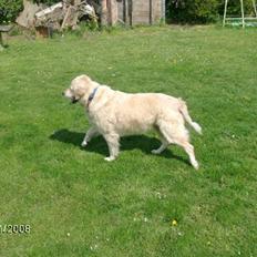 Golden retriever Lady. Min skat. =)