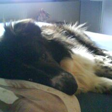 Blanding af racer Luka