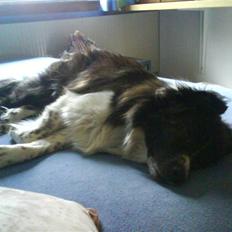 Blanding af racer Luka