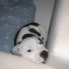 Staffordshire bull terrier buller