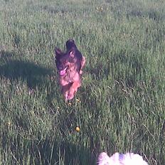 Schæferhund Mille - R.I.P