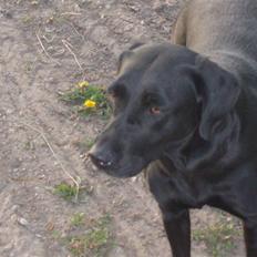 Labrador retriever Knæk