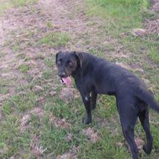 Labrador retriever Knæk