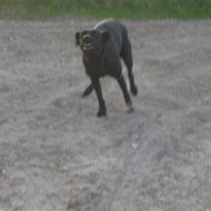 Labrador retriever Knæk