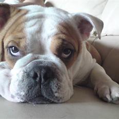 Engelsk bulldog Chelsea