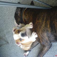 Engelsk bulldog Chelsea