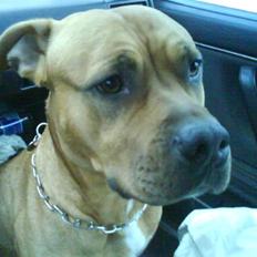 Amerikansk staffordshire terrier *Armani*