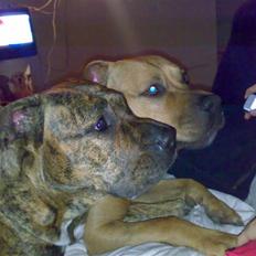 Blanding af racer Amstaff/Presa *Chanel*