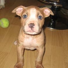 Amerikansk staffordshire terrier Freya