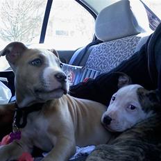 Amerikansk staffordshire terrier Freya