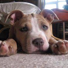 Amerikansk staffordshire terrier Freya