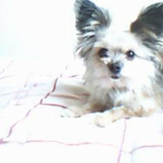 Blanding af racer Tulle R.I.P 12/3- 2009