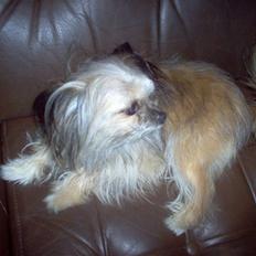 Blanding af racer Tulle R.I.P 12/3- 2009