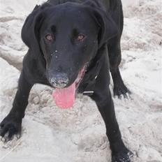 Labrador retriever Ringo