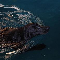 Labrador retriever Ringo