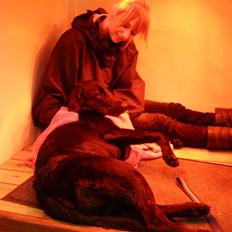 Labrador retriever Ringo