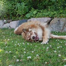 Finsk lapphund Lapinlumon Dalvi