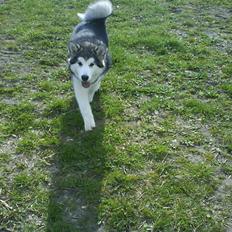 Alaskan malamute Sunset