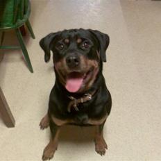 Rottweiler Rika 