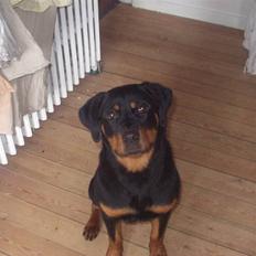 Rottweiler Rika 
