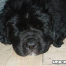 Newfoundlænder buster