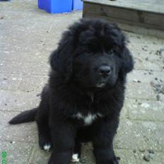 Newfoundlænder buster