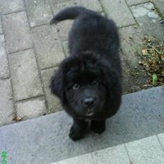 Newfoundlænder buster