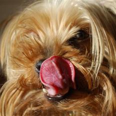 Yorkshire terrier Freja