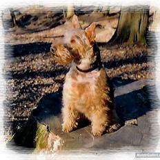 Welsh terrier Felix