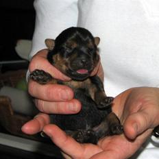 Norwich terrier Champ