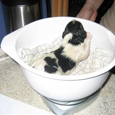 Blanding af racer Talut-Sov sødt smukke dreng