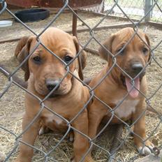 Rhodesian ridgeback Marley
