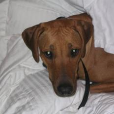 Rhodesian ridgeback Marley