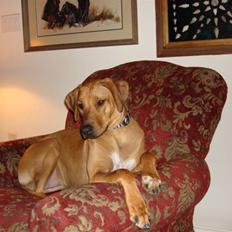 Rhodesian ridgeback Marley