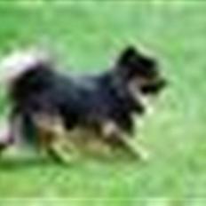 Chihuahua of Mexi's Kenzo